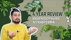 Rhaphidophora tetrasperma Review | 4 Years Later | Also known as Monstera Mini or Monstera Minima