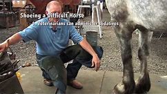 Shoeing a Draft Horse - Tips and Techniques Part 1 (Front Hoof Trimming)