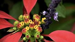 How to Plant and Grow Euphorbia