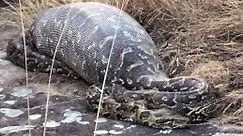 Python Eats and Swallows Hippo !
