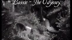 Lassie - Episode #278-279-280 - "The Odyssey - I, II, III" - Season 8 Ep.23-24-25 - Feb & Mar 1962