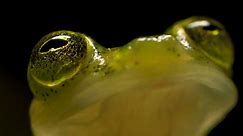 Reticulated Glass Frogs