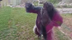 Angry gorilla charges at family and breaks glass cage in viral video