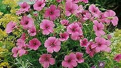 Outsidepride 5000 Seeds Annual Rose Viscaria Flower Seeds for Planting