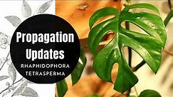 Rhaphidophora Tetrasperma (Mini Monstera) Propagation Updates | Mistakes, Advice & Recommendations
