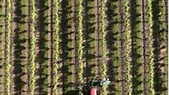 À la verticale du vignoble d'Armagnac