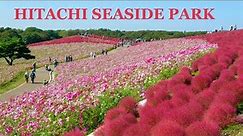 [Hitachi Seaside Park] Japan's Largest Kochia Garden