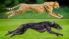 Top 5 Fastest Dog Breeds In the World | World's Fastest Dog