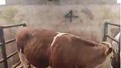 NI Simmental Cattle Breeders Club Bull & Female Sale | Swatragh Livestock Market