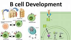 B cell development