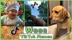 Wee Meme TikTok Compilation | Try Not To Laugh