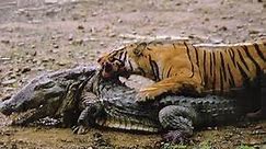 tiger attacking crocodile - Tiger kills Croccodile