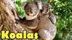 10 Koala Facts You Want to Know! (Cute & Funny Koalas video)