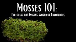 Mosses 101: Exploring the Amazing World of Bryophytes