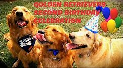 Golden Retrievers Jack and Charlie celebrate their second birthday with a picnic at the park.