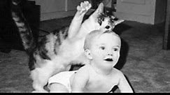 SAVAGE CAT - CAT ATTACKING BABIES FUNNY COMPILATION