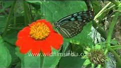 Danaus genutia or the Striped Tiger butterfly in India