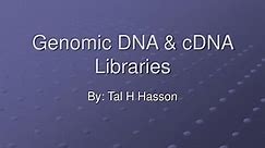 PPT - Genomic DNA & cDNA Libraries PowerPoint Presentation, free download - ID:2962488