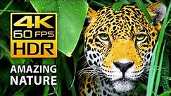 Amazing Colors of Nature in 4K HDR 60fps - Tropical Animals and Relaxing Music