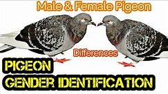 Gender Identification of Pigeons l Techniques to Differentiate Male and Female Pigeons