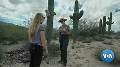 Saguaros: Arizona's Iconic Cacti