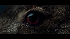 A Visual Ode to A Hare in the Woods - featuring Massimo Bottura (Vimeo Staff Pick)