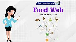 Food Web | Food Chains | Herbivores, Carnivores, Omnivores | Different Types of Foods | Science