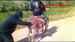 WhatsApp Funny Videos - Most Funny Clips - Comedy Full