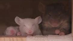 Mouse Family Sleeping, cute baby mice