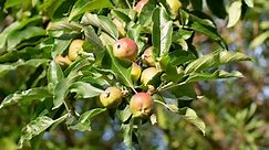 15 Apple Varieties for Your Home Orchard