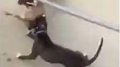 Pitbulls killing cat! Warning very violent video