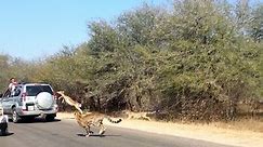 See how impala escapes from cheetah