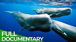 Giants of the Seas - The Mystery of the Sperm Whales | Free Documentary Nature