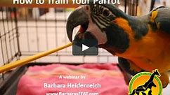 How to Train Your Parrot -Webinar Recording