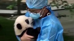 23 Giant Panda Cubs Make Their Debut in China