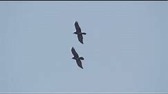 Kolkrabe Flugspiele, Common raven flying