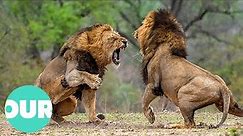 Three Adult Lions Fight Four Young Lions | Our World