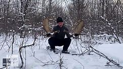Watch this moose shed its antlers in a rare moment caught on video