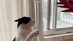 Pets provide comic relief and smiles for the whole family ❤️ #funny #memes #meme #funnymemes #lol #dankmemes #comedy #fun #love #memesdaily #follow #like #humor #funnyvideos #instagram #reels #reelsfbシ #foryou #for #cat #dog #fyp | Video Funny