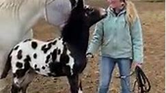 Adorable Mule Foal