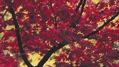 Autumn Blaze Trees & Pruning