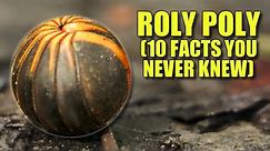 Roly Poly 🐞 (10 FACTS You NEVER KNEW)
