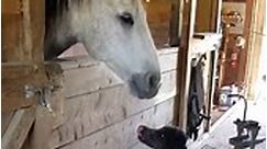 ADORABLE Farm Dog And Horse Are BFFs!