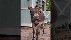 Excited Rescue Donkey Smiles