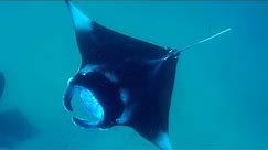Why Are Manta Rays So Important? | Our Changing Planet | BBC Earth