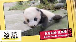 【The Giant Panda You Don't Know】Giant Panda Language | iPanda