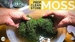 Preparing, cleaning and storing moss for terrarium and other botanical projects