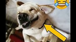 Funny Dogs!!!