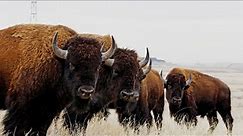 Thousands Of Bison In America Are Raised This Way - Bison Farming