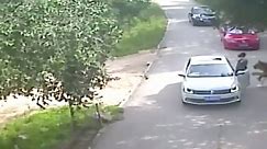 Video Shows Tiger Mauling in Beijing